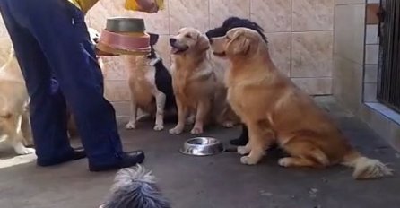 Izašao je u dvorište da nahrani 7 gladnih pasa, no gledajte šta se dogodilo u nastavku (VIDEO)