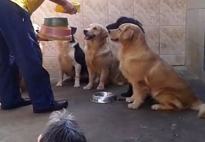 Izašao je u dvorište da nahrani 7 gladnih pasa, no gledajte šta se dogodilo u nastavku (VIDEO)