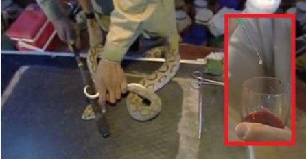 Kada zmijski otrov dotakne ljudsku krv, događa se nešto zastrašujuće (VIDEO)