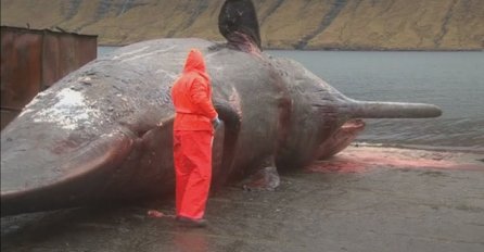 Na plaži je naišao na ogromnog mrtvog kita: Kada ga je dotakao štapom, uslijedio je pravi šok (VIDEO)