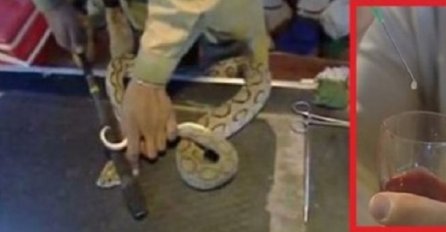 Zastrašujuće: Evo šta se dogodi kad zmijski otrov dotakne ljudsku krv! (VIDEO)