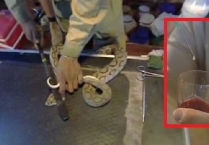 Zastrašujuće: Evo šta se dogodi kad zmijski otrov dotakne ljudsku krv! (VIDEO)