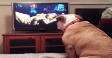 Bulldog gleda horor film, pogledajte njegovu reakciju u trenutku kada je glumica u opasnosti (VIDEO)