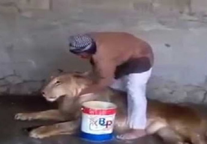 Hrabri Arap ušao u kavez u kojem se nalazi ogromni lav, pogledajte šta se dogodilo u nastavku (VIDEO)