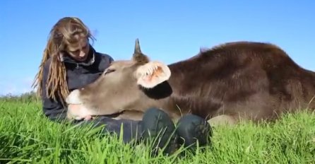 Sjela je na travu, a onda je kraj nje legao bik: Nastavak je sve zalijepio za monitor (VIDEO)