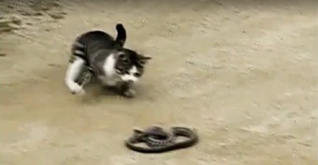 Obično svi bježe od zmija, ali ne i ova mačka (VIDEO)