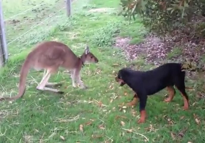 Ubacio je kengura u dvorište rotvajleru, ono što je uslijedilo gledat ćete u jednom dahu (VIDEO)