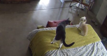 Njegov mali pas uporno je lajao na mačku, no čekajte da vidite kako se završilo (VIDEO)