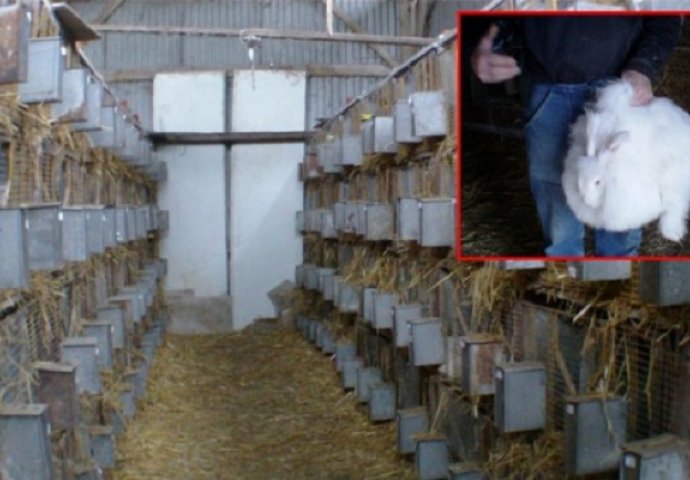 Monstruozan snimak sa farme zečeva: Čupaju im krzno dok se zeke raspadaju od bola 