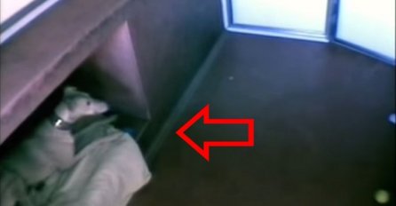 Nešto čudno se događa u ovom skloništu, a onda su postavili skrivenu kameru (VIDEO)