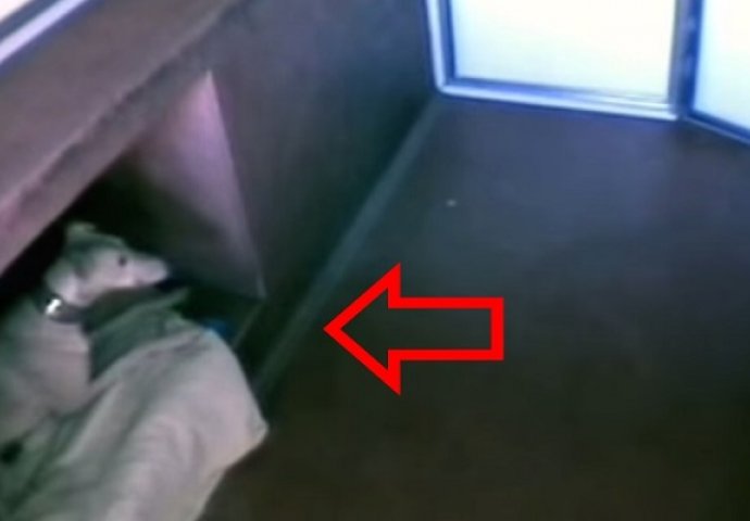 Nešto čudno se događa u ovom skloništu, a onda su postavili skrivenu kameru (VIDEO)