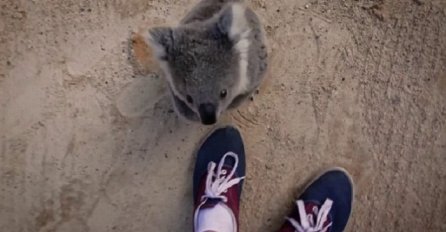 Mala koala je jurnula prema kamermanu, ali na 0:18 nismo mogli vjerovati svojim očima (VIDEO)
