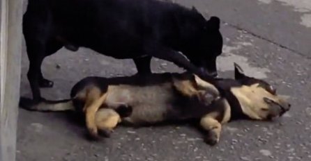 Pas očajnički pokušavao oživjeti svog prijatelja: Ovaj video će vam slomiti srce! 