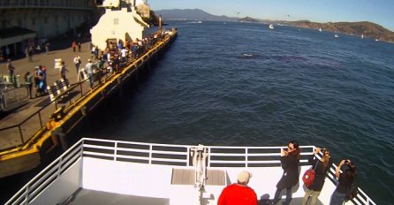 Utovarali su stvari na brod, a onda su kamerom uhvatili nešto sasvim neočekivano (VIDEO)