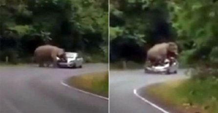 Mislili su da sanjaju: Slon ih zaustavio, pa im zgnječio auto (VIDEO)