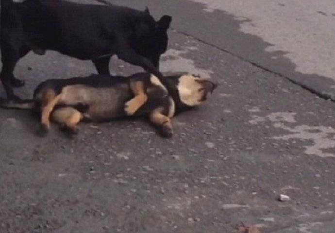 Ovaj pas je očajnički pokušavao da oživi svog prijatelja, a svi su samo hladno gledali (VIDEO)