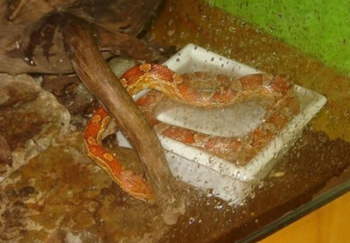 Bosanci oduševili region: Sa samo dvije riječi do suza nasmijali sve!