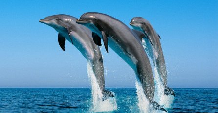 Kako delfini mogu da pomognu u komunikaciji sa vanzemaljcima 