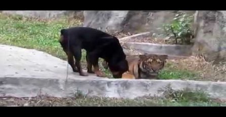 Pogledajte šta se dogodilo rotvajleru koji je pokušao opasnom tigru da otme obrok (VIDEO)