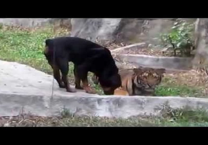 Pogledajte šta se dogodilo rotvajleru koji je pokušao opasnom tigru da otme obrok (VIDEO)