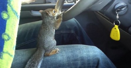 Hit na internetu: Da li ste ikada vidjeli vjevericu koja upravlja automobilom? (VIDEO)
