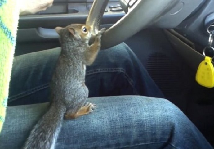 Hit na internetu: Da li ste ikada vidjeli vjevericu koja upravlja automobilom? (VIDEO)