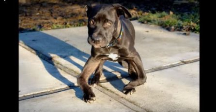 Pronašli su ovog zlostavljanog psa ostavljenog u parku: Ono što se dogodilo sljedeće rastopit će vam srce! 