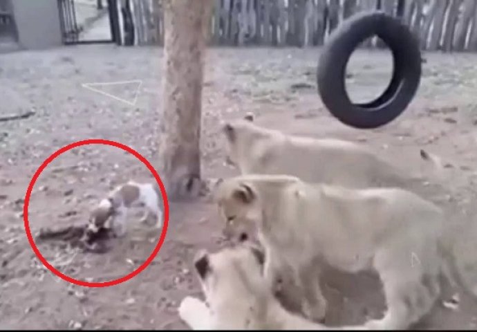 Mali pas se našao u kavezu sa lavovima pa im očitao lekciju u hrabrosti (VIDEO)