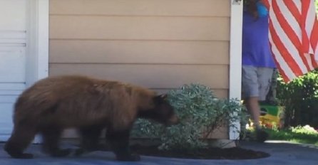 Pogledajte šta se desi kada se slučajno sretnu medvjed i čovjek (VIDEO)