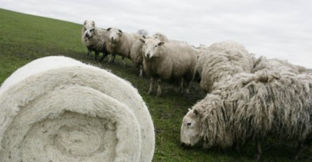 Napredak: U BiH počinje proizvodnja izolacije od ovčije vune