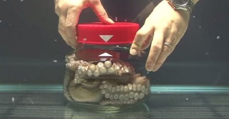 Naučnik je zatvorio hobotnicu u staklenku: Kada vidite šta je uslijedilo, past ćete sa stolice (VIDEO)