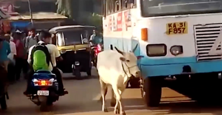 Ne zaboravlja: Krava već 4 godine zaustavlja autobus koji joj je pregazio tele (VIDEO)