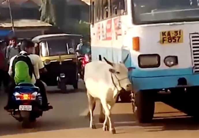 Ne zaboravlja: Krava već 4 godine zaustavlja autobus koji joj je pregazio tele (VIDEO)