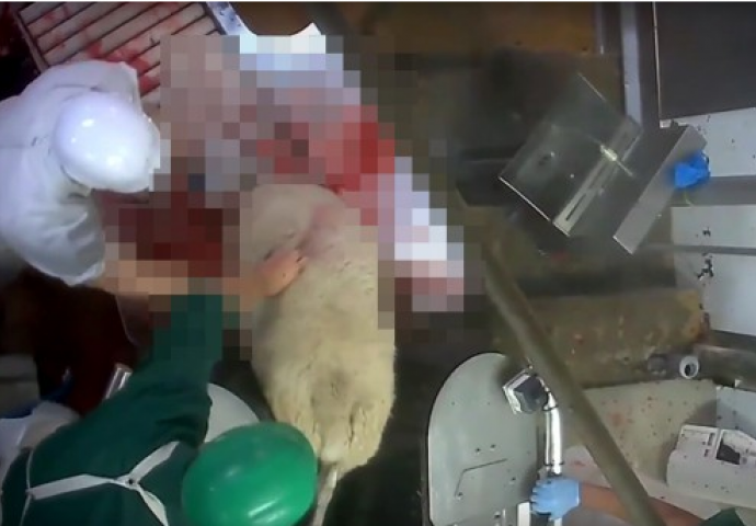 Javnost zgrožena: Objavljen video mučenja životinja u klaonici u Francuskoj (UZNEMIRUJUĆI VIDEO)