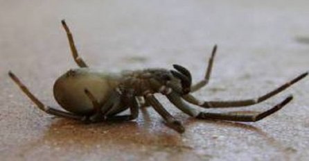 Ubio je pauka u kući, no ono što će uslijediti u narednim sekundama ledi krv u žilama (VIDEO)