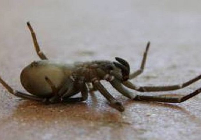 Ubio je pauka u kući, no ono što će uslijediti u narednim sekundama ledi krv u žilama (VIDEO)