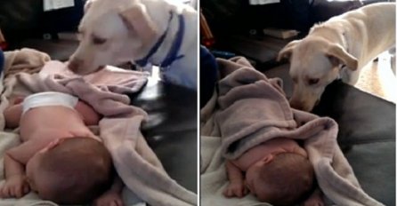 Najbolji pas na svijetu: Pogledajte ovaj dirljivi trenutak između spavajuće bebice i psa (VIDEO)