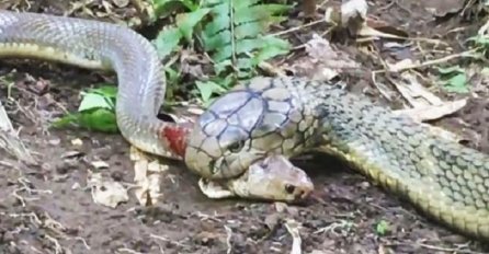 Rijetka snimka: Kobra pljuvačica protiv ogromne kraljevske kobre u borbi do smrti (VIDEO)