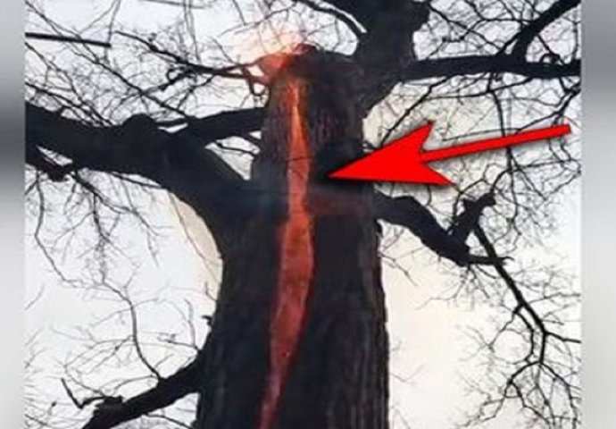 Hodali su kroz šumu, a onda su vidjeli da se nešto bizarno događa sa ovim drvetom (VIDEO)