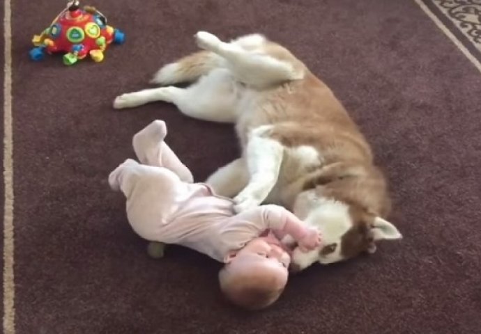 Ostavili bebu sa haskijem: Kad su ušli u sobu, imali su šta da vide! (VIDEO)