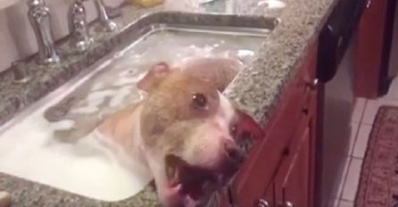 Isprebijanog psa stavili su u sudoper, svi dijele ovaj snimak jer je njegova reakcija hit (VIDEO)