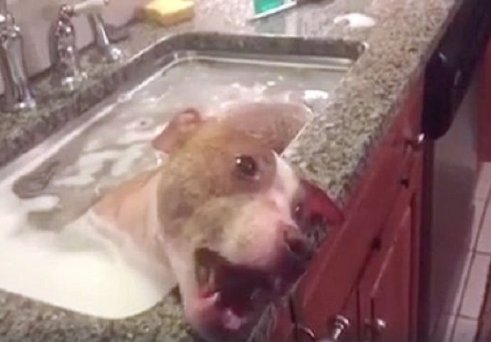 Isprebijanog psa stavili su u sudoper, svi dijele ovaj snimak jer je njegova reakcija hit (VIDEO)