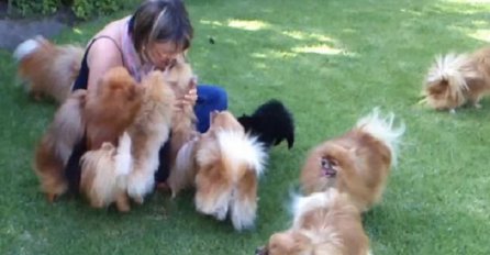 Biti ćete veoma ljubomorni kada pogledate šta su ovi psići uradili za svoju vlasnicu (VIDEO)