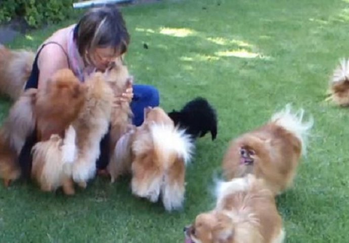 Biti ćete veoma ljubomorni kada pogledate šta su ovi psići uradili za svoju vlasnicu (VIDEO)