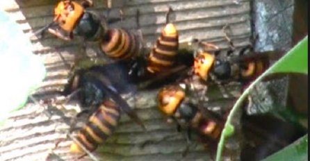 Snimak u kojem grupa stršljenova uništava cijelu košnicu pčela, nešto je što se rijetko viđa (VIDEO)
