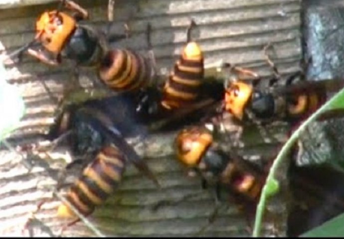 Snimak u kojem grupa stršljenova uništava cijelu košnicu pčela, nešto je što se rijetko viđa (VIDEO)
