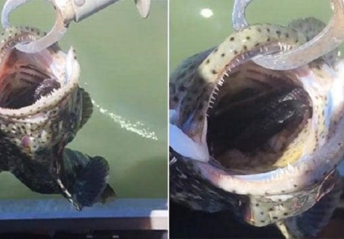 Ulovio je čudnu ribu u jezeru: Kada joj je otvorio usta, vidio je nešto što ledi krv u žilama (VIDEO)