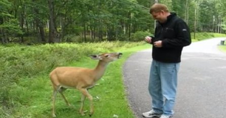 Naišao je na gladnog jelena: Kada ga je pokušao nahraniti, nije očekivao da će se dogoditi ovo (VIDEO)