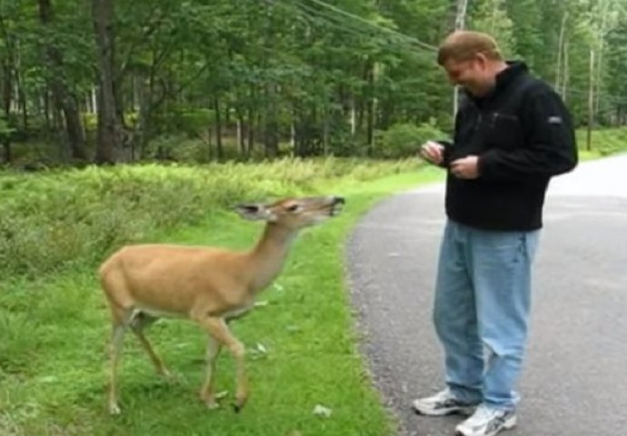 Naišao je na gladnog jelena: Kada ga je pokušao nahraniti, nije očekivao da će se dogoditi ovo (VIDEO)