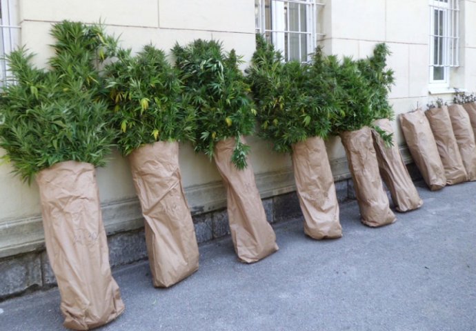 Pronađena plantaža marihuane u Trebinju